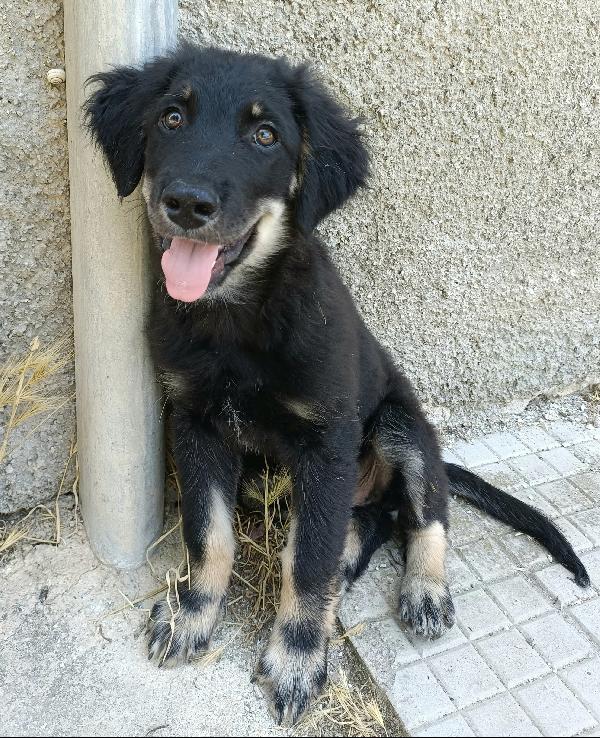 Brunello 3 mesi mix pastore tedesco  Foto 4