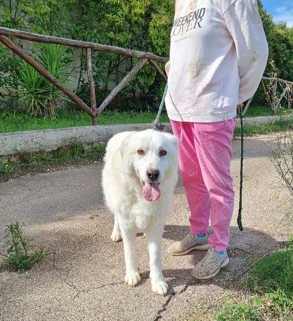 Ellen Cerca Famiglia. Info adozione Monica 3890238584 Foto 2