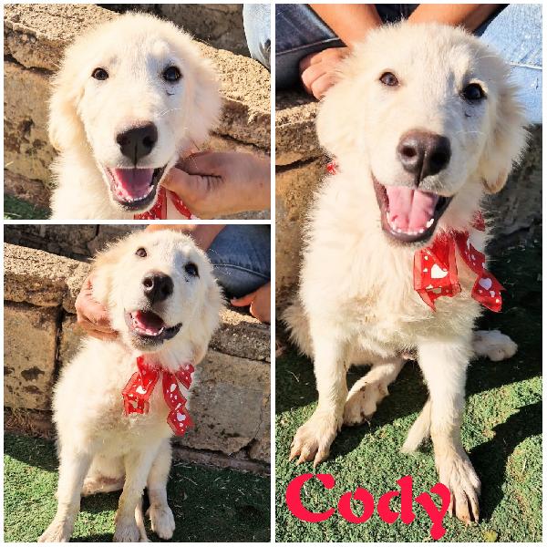 Cody E I Suoi Fratelli Cercano Una Casa 