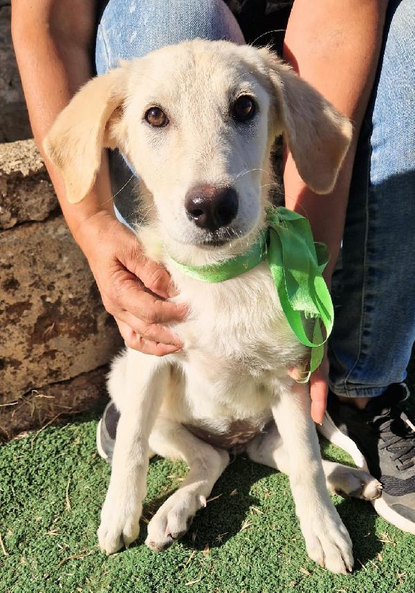 Bianca una dolce cucciolina cerca la sua famiglia  Foto 2