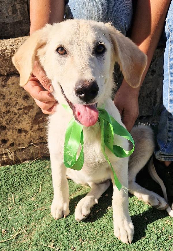 Bianca una dolce cucciolina cerca la sua famiglia  Foto 4