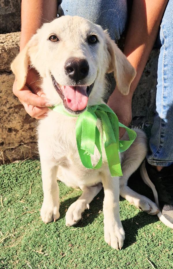 Bianca una dolce cucciolina cerca la sua famiglia  Foto 6