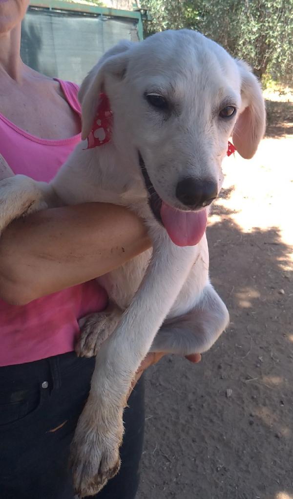 Bimba dolce cucciolotta in adozione  Foto 2
