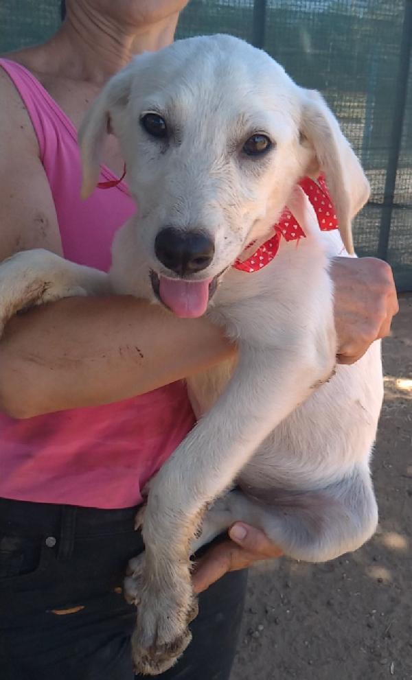 Bimba dolce cucciolotta in adozione  Foto 4