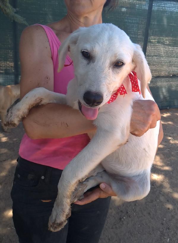 Bimba dolce cucciolotta in adozione  Foto 5