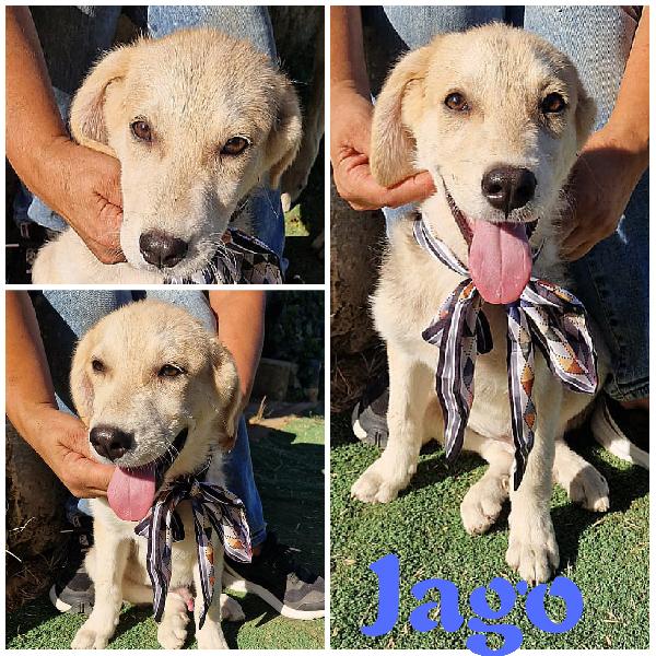Bimba dolce cucciolotta in adozione  Foto 9