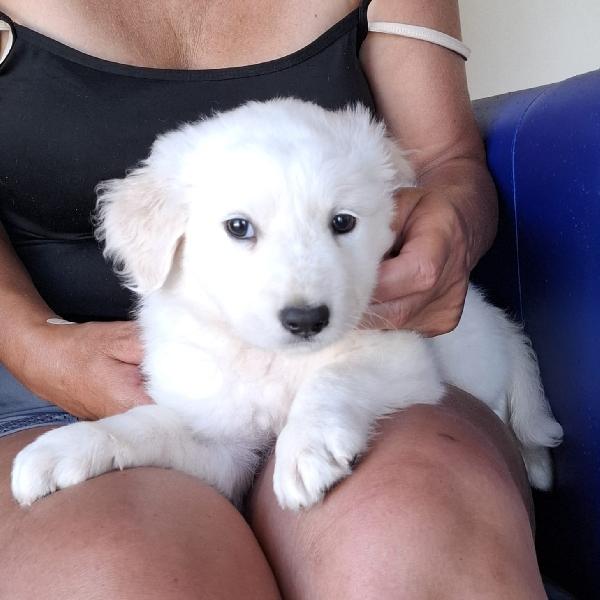 Luna&Sole Cercano Famiglia. Info adozione Monica 3890238584 Foto 3
