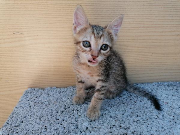 3 Gattine Meravigliose 