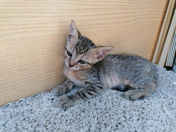 3 gattine meravigliose  Foto 2