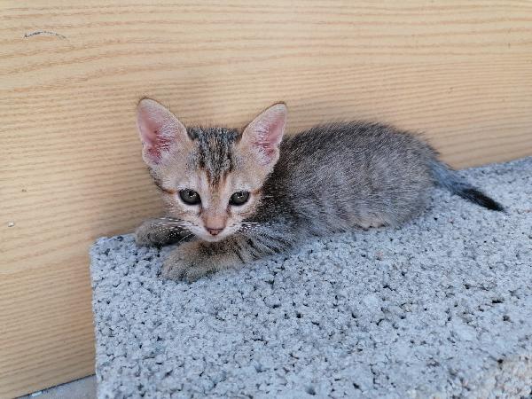 3 gattine meravigliose  Foto 3