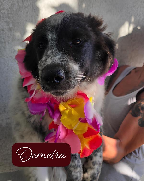 Perseo Ermes Diana Musa Demetra Era 6 cuccioli salvati dalla strada cercano ADOZIONE Foto 2
