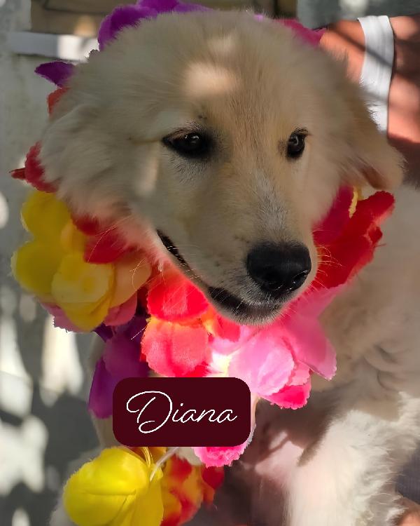 Perseo Ermes Diana Musa Demetra Era 6 cuccioli salvati dalla strada cercano ADOZIONE Foto 3