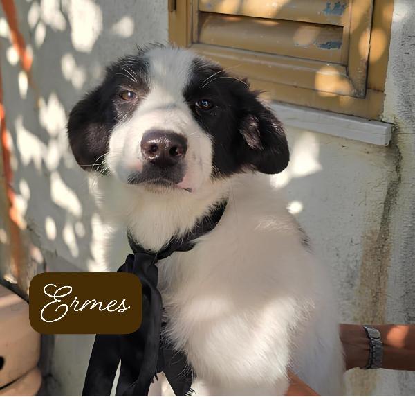 Perseo Ermes Diana Musa Demetra Era 6 cuccioli salvati dalla strada cercano ADOZIONE Foto 5