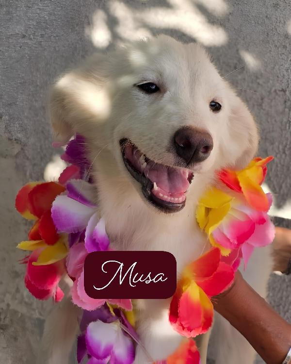 Perseo Ermes Diana Musa Demetra Era 6 cuccioli salvati dalla strada cercano ADOZIONE Foto 6