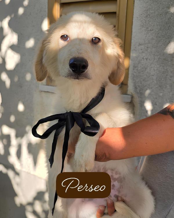 Perseo Ermes Diana Musa Demetra Era 6 cuccioli salvati dalla strada cercano ADOZIONE Foto 7