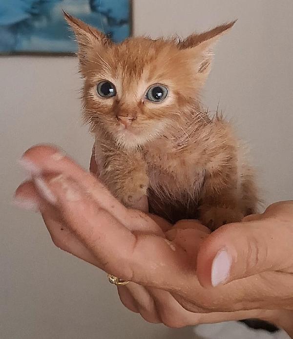 Gufi Gattino Rosso Occhi Verdi Cerca Adozione