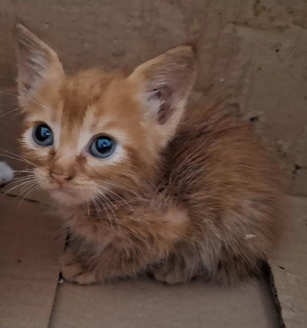 Gufi gattino rosso occhi verdi cerca adozione Foto 2