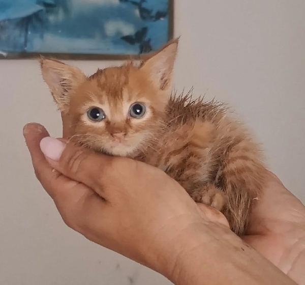 Gufi gattino rosso occhi verdi cerca adozione Foto 3