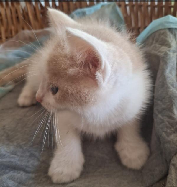 Gattini bianco e rosso e cipria Foto 2