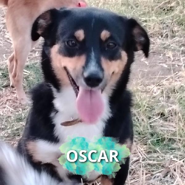 🐕‍🦺 Oscar ♥️ In Attesa Di Adozione