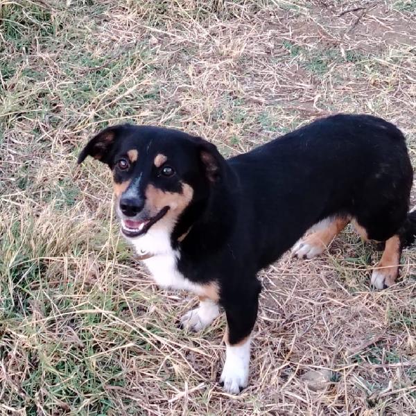 🐕‍🦺 OSCAR ♥️ in attesa di adozione Foto 2