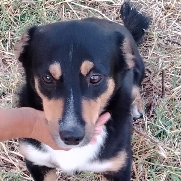 🐕‍🦺 OSCAR ♥️ in attesa di adozione Foto 3