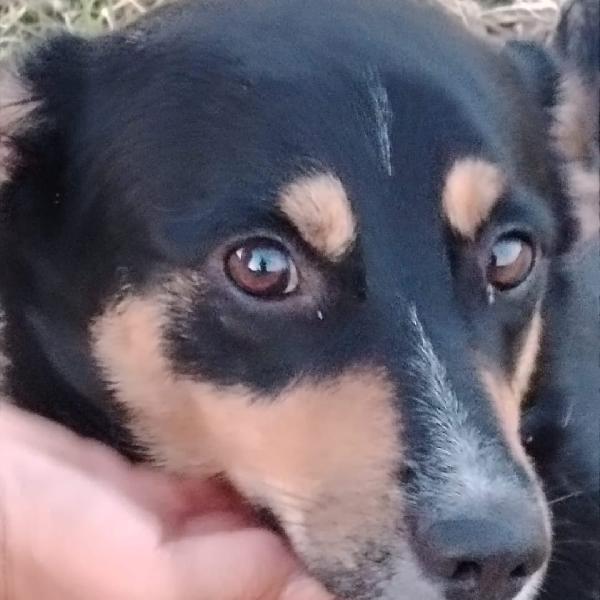 🐕‍🦺 OSCAR ♥️ in attesa di adozione Foto 4