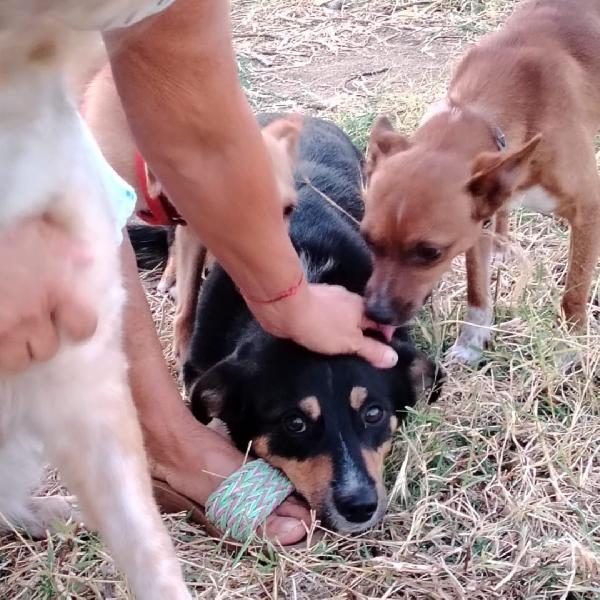 🐕‍🦺 OSCAR ♥️ in attesa di adozione Foto 5