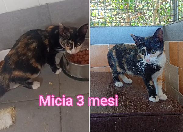 Miciottini Bellissimi