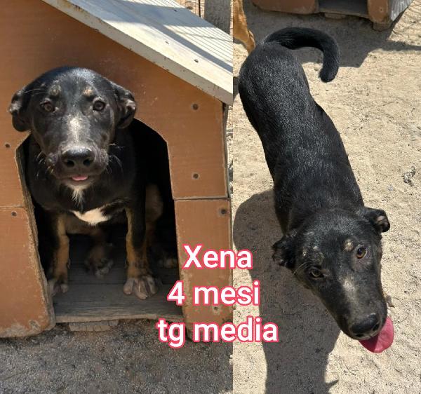 Emergenza cuccioli Foto 5