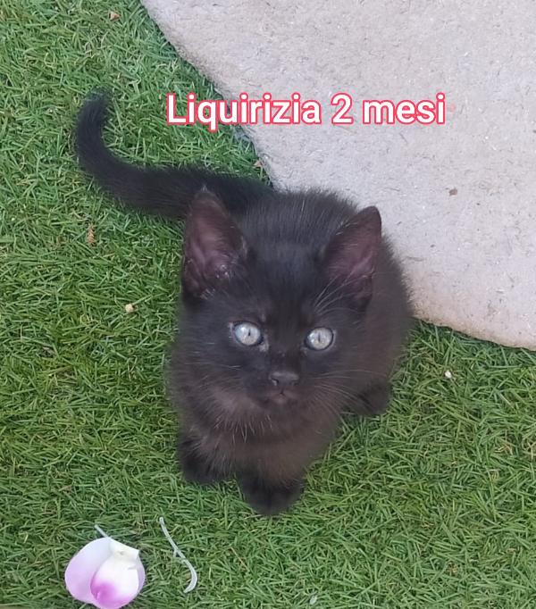 Siamo Sommerse Dai Gattini!!!