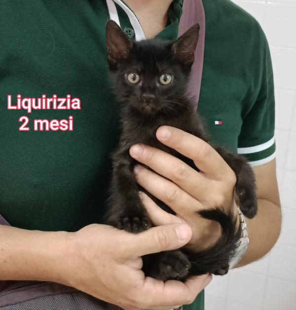 Micini: Adozioni Urgenti 