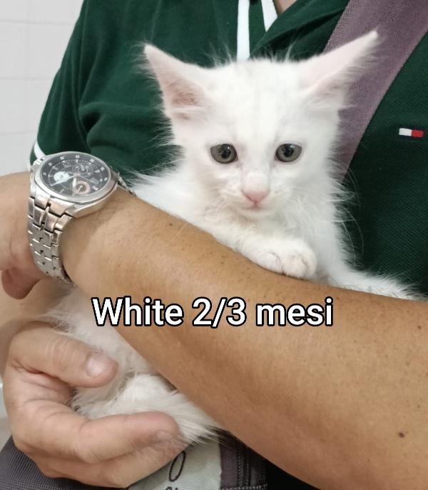 MICINI: ADOZIONI URGENTI  Foto 2