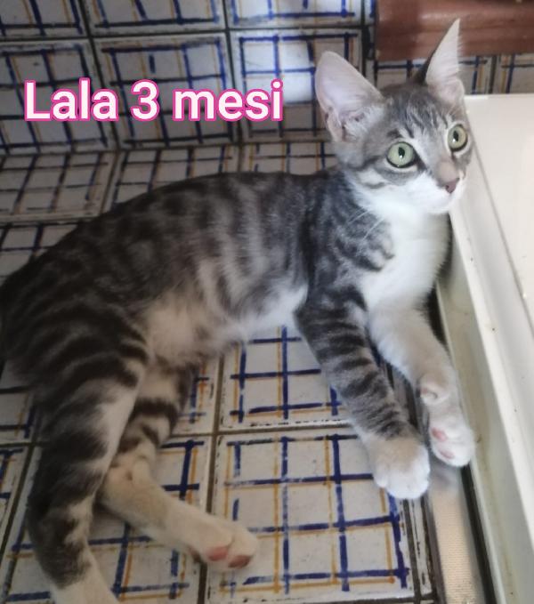 MICINI: ADOZIONI URGENTI  Foto 5