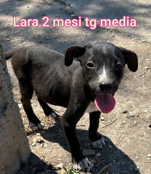 TROPPI CUCCIOLI IN RIFUGIO  Foto 3