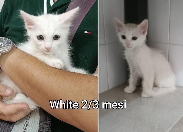 Tanti Gattini Soli