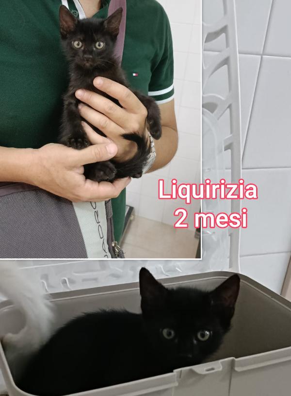 TANTI GATTINI SOLI Foto 2