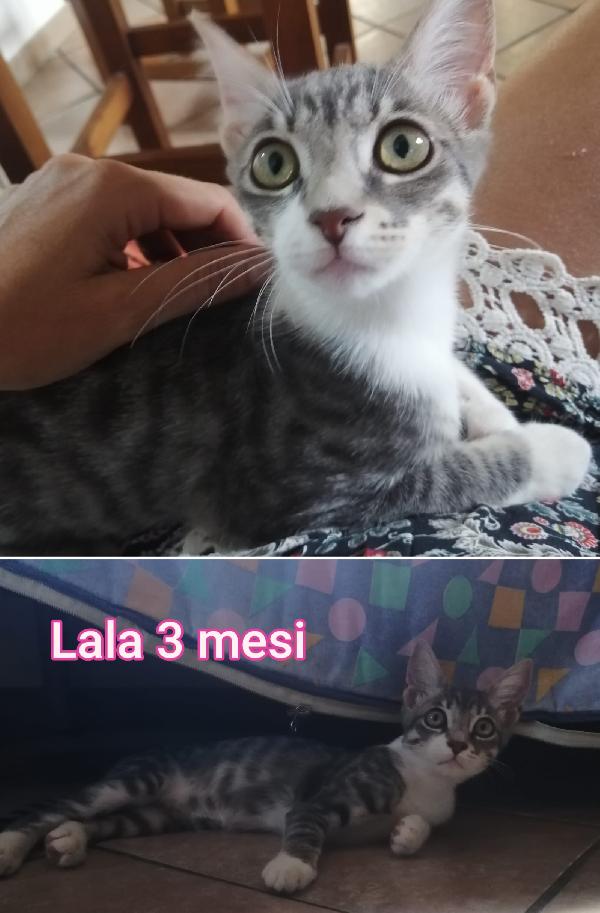 TANTI GATTINI SOLI Foto 3