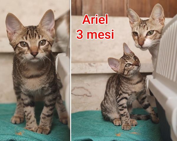 TANTI GATTINI SOLI Foto 5