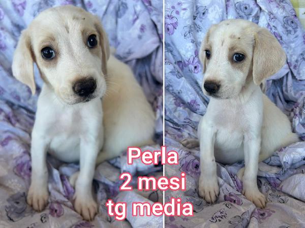 Tanti Teneri Cuccioli 