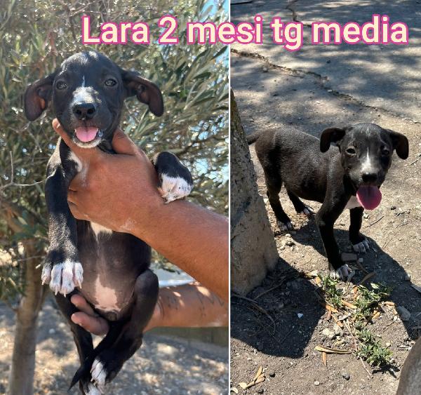 TANTI TENERI CUCCIOLI  Foto 2