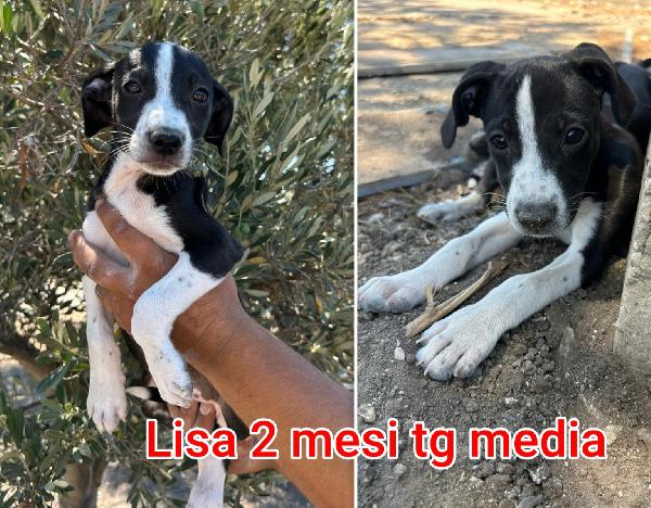 TANTI TENERI CUCCIOLI  Foto 3