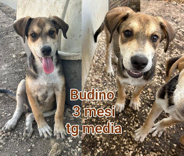 TANTI TENERI CUCCIOLI  Foto 5