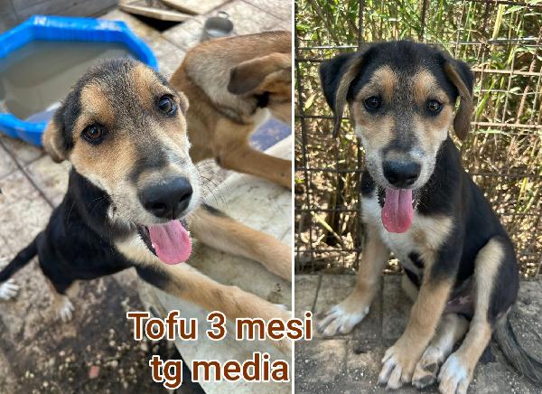 TANTI TENERI CUCCIOLI  Foto 6