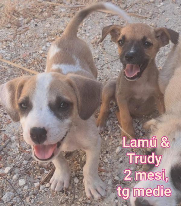 TANTI TENERI CUCCIOLI  Foto 10