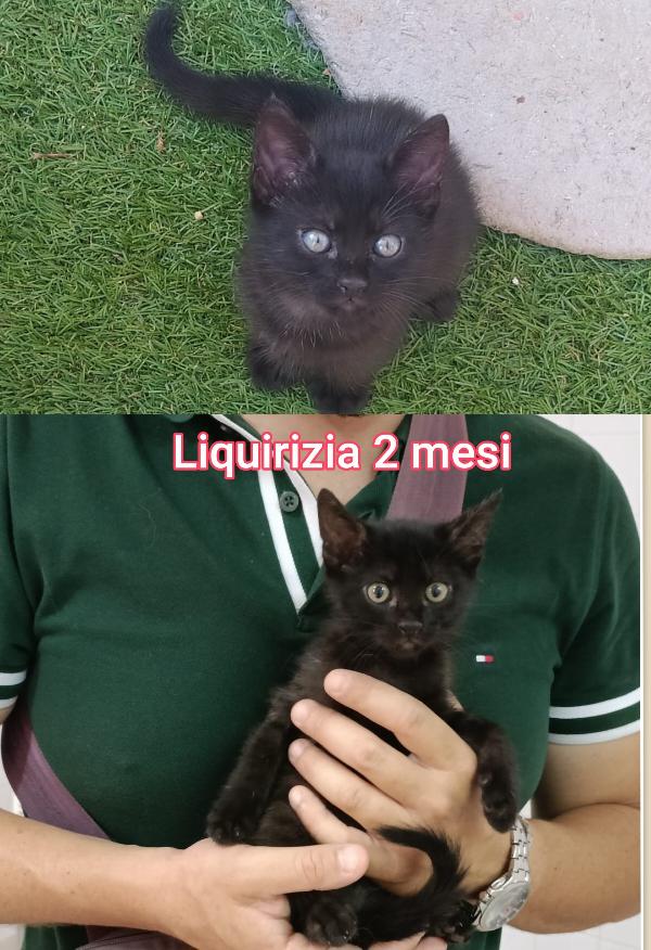 Micetti gettati come immondizia  Foto 2