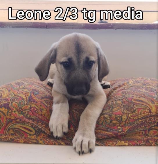 Cucciolotti Da Salvare