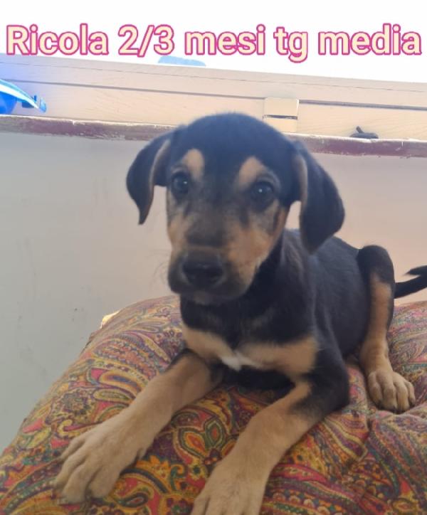 CUCCIOLOTTI DA SALVARE Foto 2