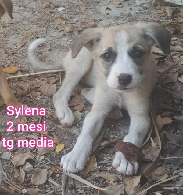 CUCCIOLOTTI DA SALVARE Foto 5