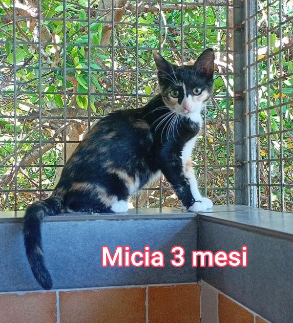 SALVA LA VITA DI UN MICINO Foto 2